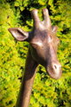 Žirafa