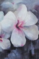 Ibiškové květy - bílé